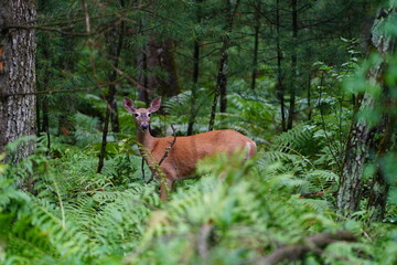 Whitetail female doe adult deer hanging out in the forest.