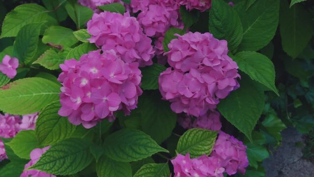 Bushes of purple and pink hydrangea flowers. Growing beautiful hydrangea.