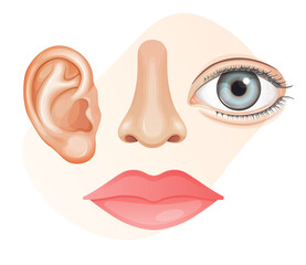 Human Face Parts - Lips, Ears, Nose, Eyes - Stock Illustration
