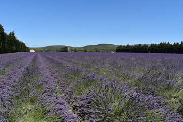 Fototapeta premium Un champ de lavande en provence