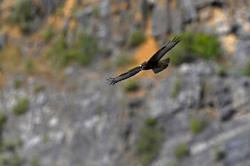 Common buzzard in a quarry // Mäusebussard fliegt in einem Steinbruch (Buteo buteo)