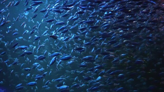 Sardine Herring Bait ball in Ocean