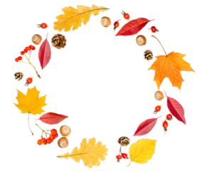 circular autumn composition of oak and maple leaves, berries, nuts and cones on a white isolated background