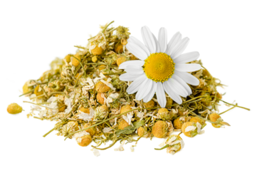 dry chamomile heap and one fresh chamomile flower on white isolated background, front view