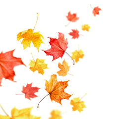 maple autumn leaves flying away into the distance on a white isolated background