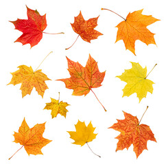 Naklejka na ściany i meble collection from maple autumn leaves on white isolated background