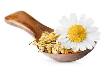 dry chamomile in a wooden spoon and one fresh chamomile flower on a white isolated background
