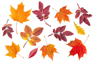 various autumn leaves on a white isolated background