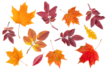 various autumn leaves on a white isolated background