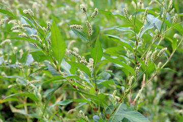 Weeds of Persicaria lapathifolia grow in the field