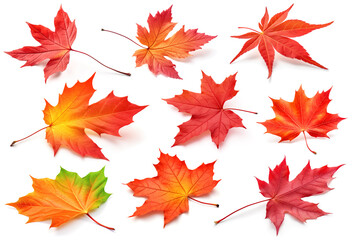 Fototapeta premium Autumn maple tree leaves of vibrant colors, collection isolated on white