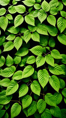 Fototapeta na wymiar Closeup Fresh Green Leaves Seamless Pattern Texture Details For Background