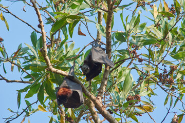 fruit bats hanging upside down