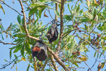 fruit bats hanging upside down