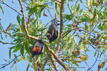 fruit bats hanging upside down 
