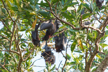 fruit bat hanging upside down fighting 