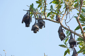 fruit bat hanging upside down