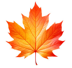 Fototapeta premium Vivid maple tree autumn leaf cut out