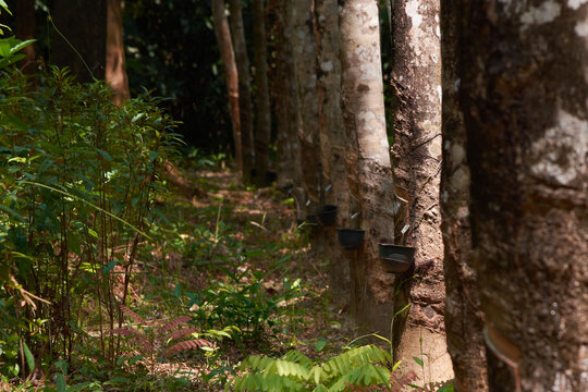 rubber tree line tapping  in a tropical island