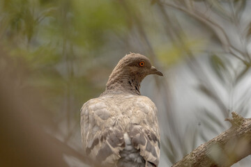 pigeon bird portrait looking sideways 