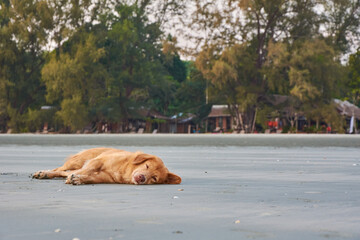 dog sleeping on the beach