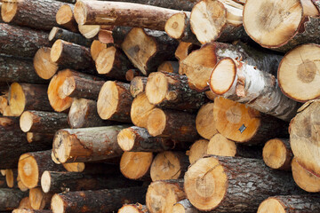huge stack of cut firewood