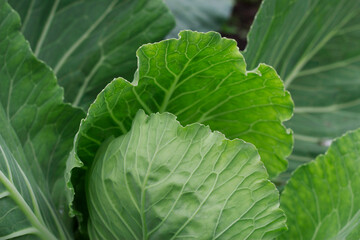 head of fresh green cabbage in the garden