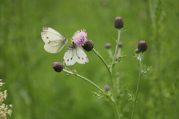 White butterflys on a flower