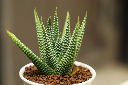 Rare succulent plant from Africa Tulista opalina