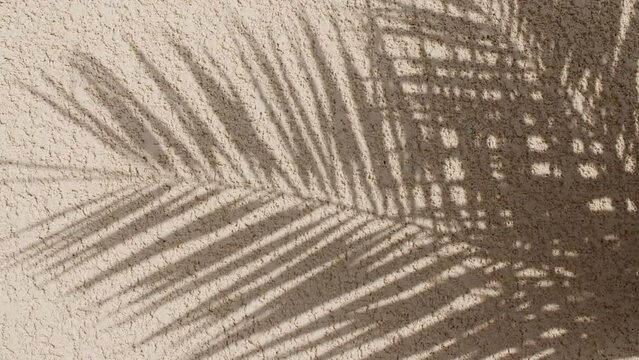 Palm leaf shadows on a sandy background. Tropical coconut palm leaf trees at sunlight. Advertising, product, background picture. Summer background, slow motion. . High quality 4k footage