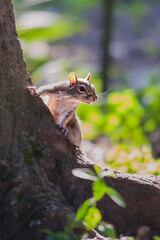 Grey squirrel in the wild.