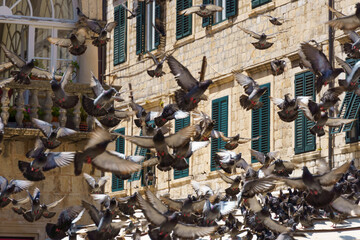 a flock of pigeons on the street of the old town of Dubrovnik in Croatia, medieval European architecture