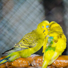 Beautiful yellow parrots