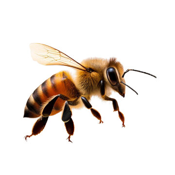 honey bee walking isolated on transparent background cutout, generative ai