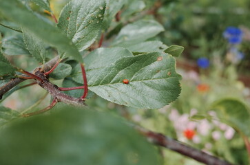 ladybug on the leaf