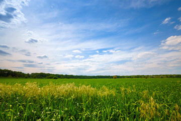 Obraz premium young green wheat sprouts agricultural field, bright spring landscape on a sunny day, blue sky as background