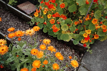 nasturtium in the garden