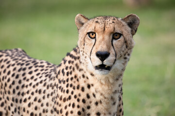 Cheetah at etosha national Park, Namibia