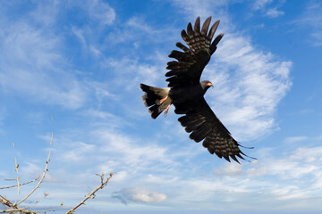 Falcon in mompox colombia