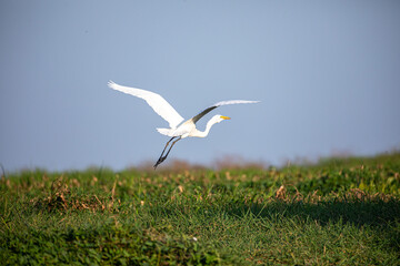 Great Egret in mompox Colombia