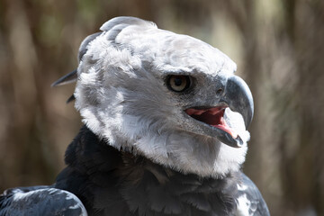 Harpy Eagle in Columbia South America