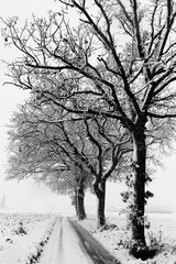 Trees covered by snow at the sides of a road - 629333273