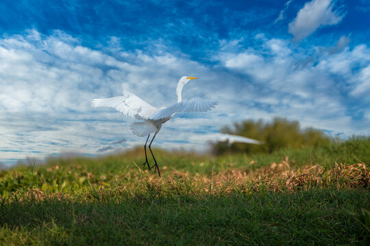Great Egret in mompox Colombia
