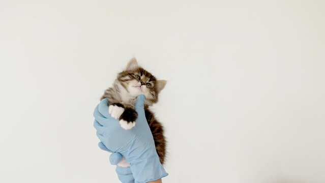 Striped gray cat in doctor hands. Kitten vet examining. Kitten pet check up, vaccination in veterinarian animal clinic.Health care domestic animal. Long Web banner Copy space. High quality 4k footage.