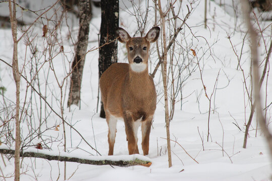 Whitetail deer in winter