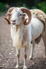 Adult white male sheep ram.
