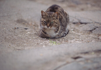 Striped cat on the street. Beautiful gray homeless cat in the street. Animal portret. Dirty street cat. Yard abandoned cat. Cats abandoned on the street, animal abuse, loneliness.
