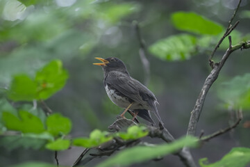 枝にとまるクロツグミ