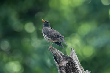 枝にとまるクロツグミ