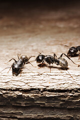 close-up. A black woodworm ant on the surface of a tree.
